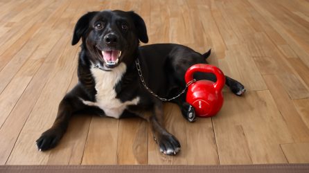 Dog with kettlebell